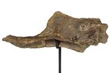 Hadrosaur (Edmontosaurus) Right Surangular Bone - Montana #244645-1